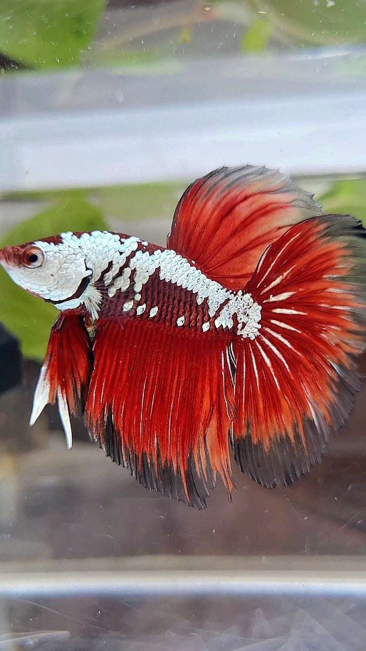 HALFMOON ROSETAIL RED SAMURAI SNOW BLACK BETTA FISH