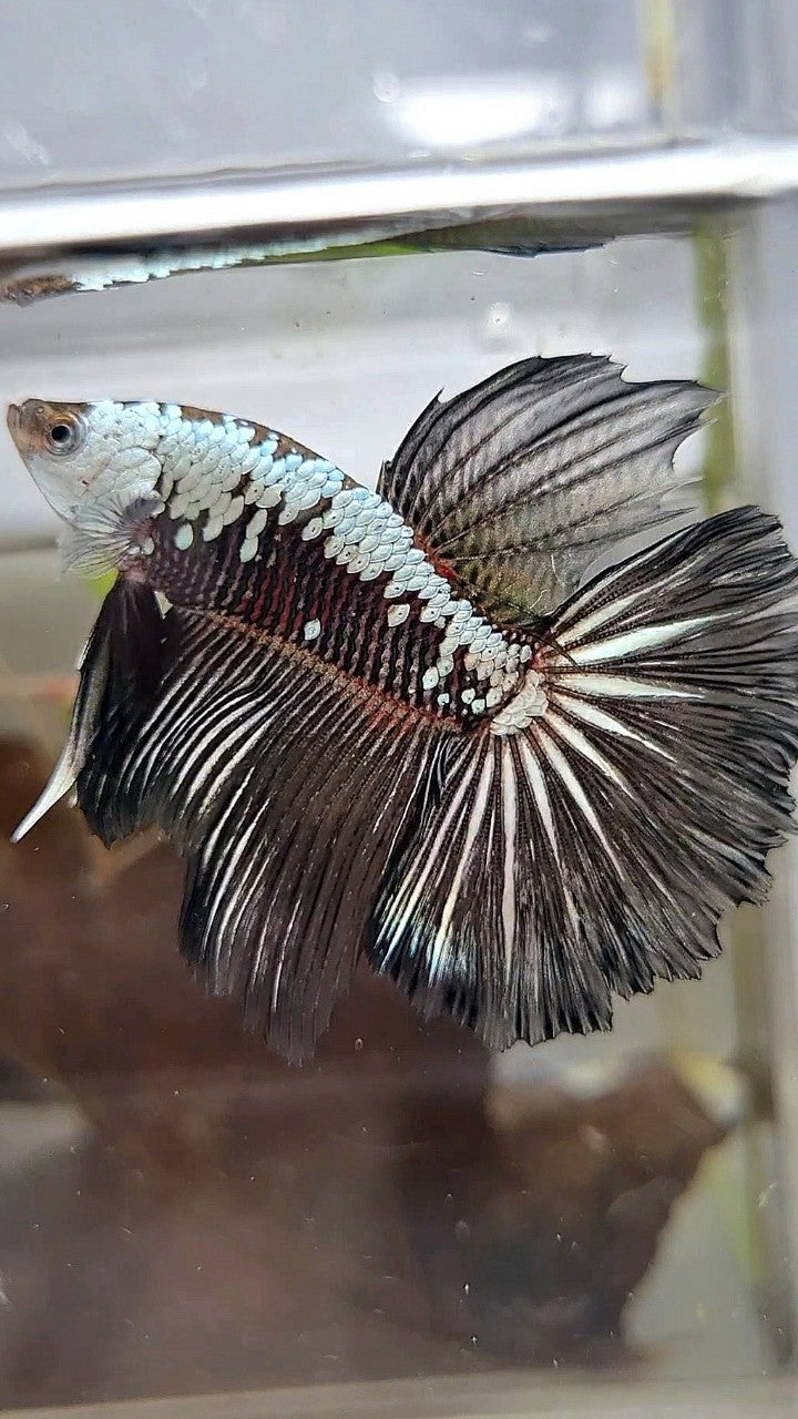 HALFMOON ROSETAIL BLACK SAMURAI SNOW BETTA FISH