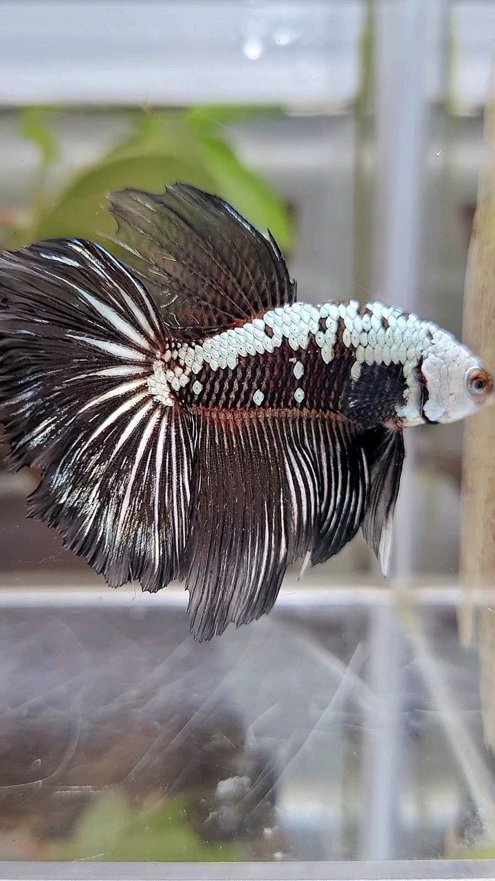 HALFMOON ROSETAIL BLACK SAMURAI SNOW BETTA FISH