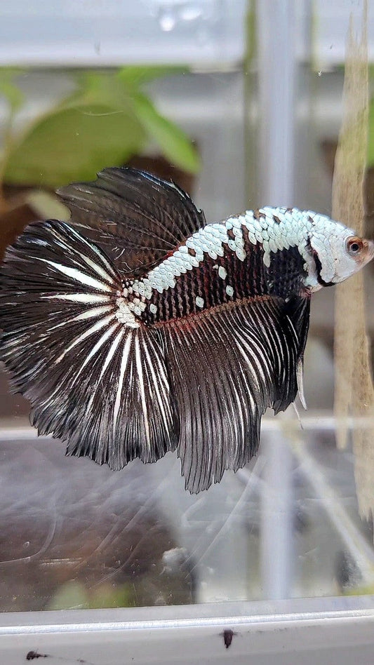 HALFMOON ROSETAIL BLACK SAMURAI SNOW BETTA FISH