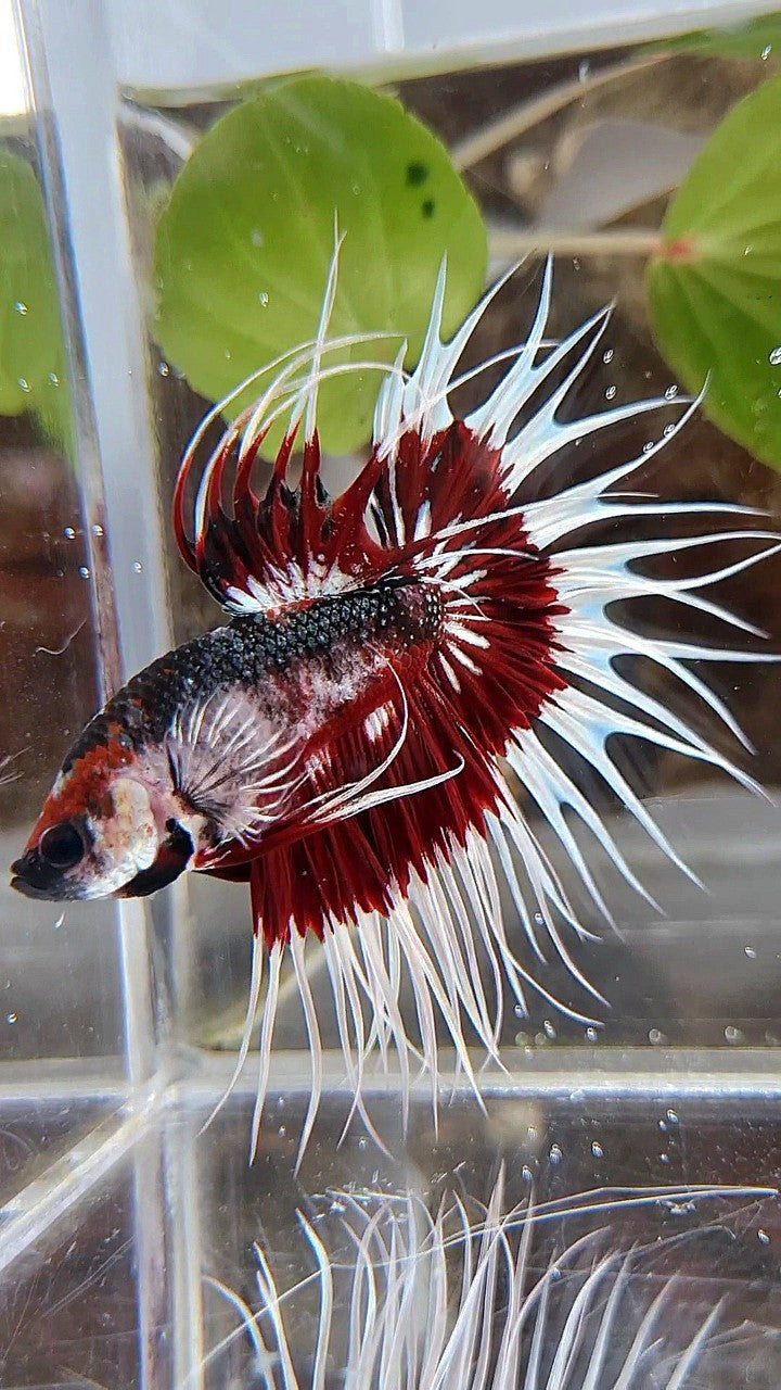 XL KING CROWNTAIL FANCY RED PATTERN UNIQUE BETTA FISH