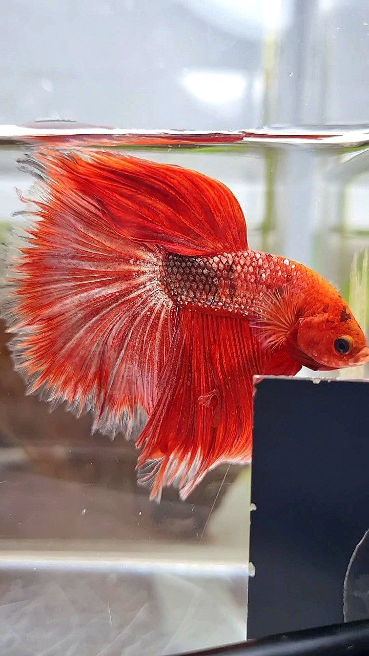 HALFMOON OVER ROSETAIL RED GOLD COPPER FANCY BETTA FISH