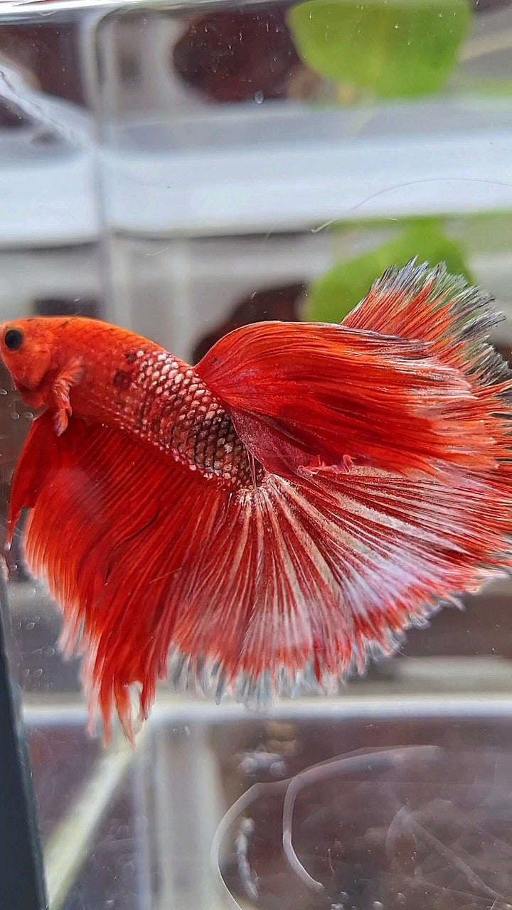 HALFMOON OVER ROSETAIL RED GOLD COPPER FANCY BETTA FISH