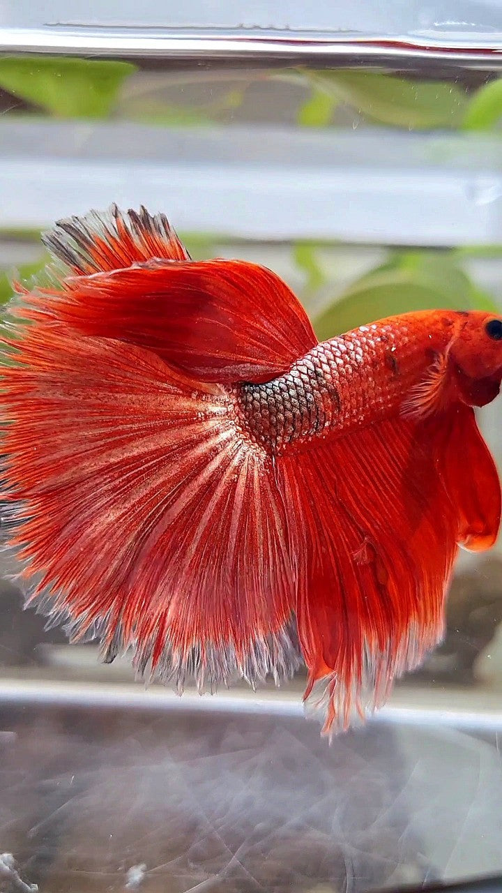 HALFMOON OVER ROSETAIL RED GOLD COPPER FANCY BETTA FISH