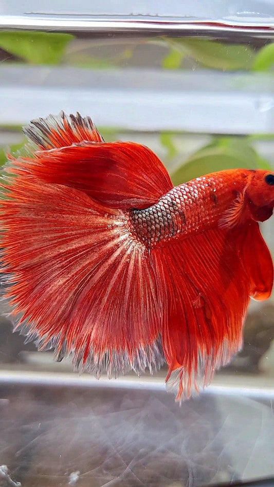 HALFMOON OVER ROSETAIL RED GOLD COPPER FANCY BETTA FISH