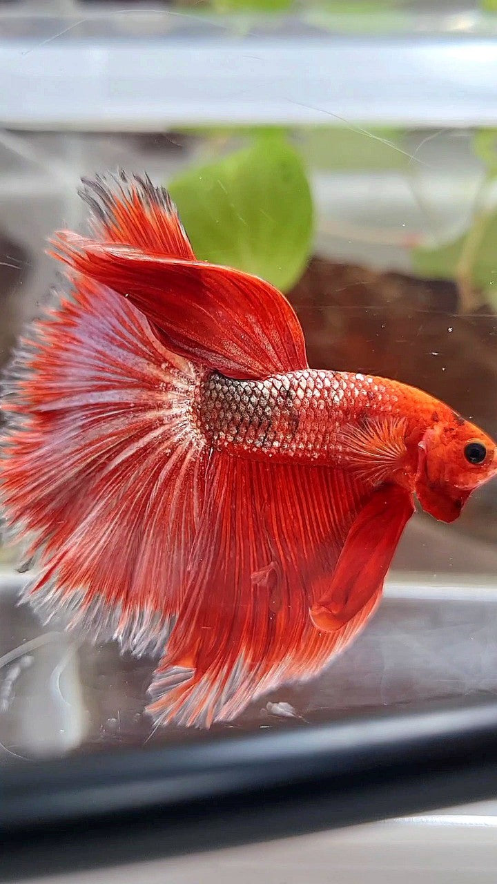 HALFMOON OVER ROSETAIL RED GOLD COPPER FANCY BETTA FISH