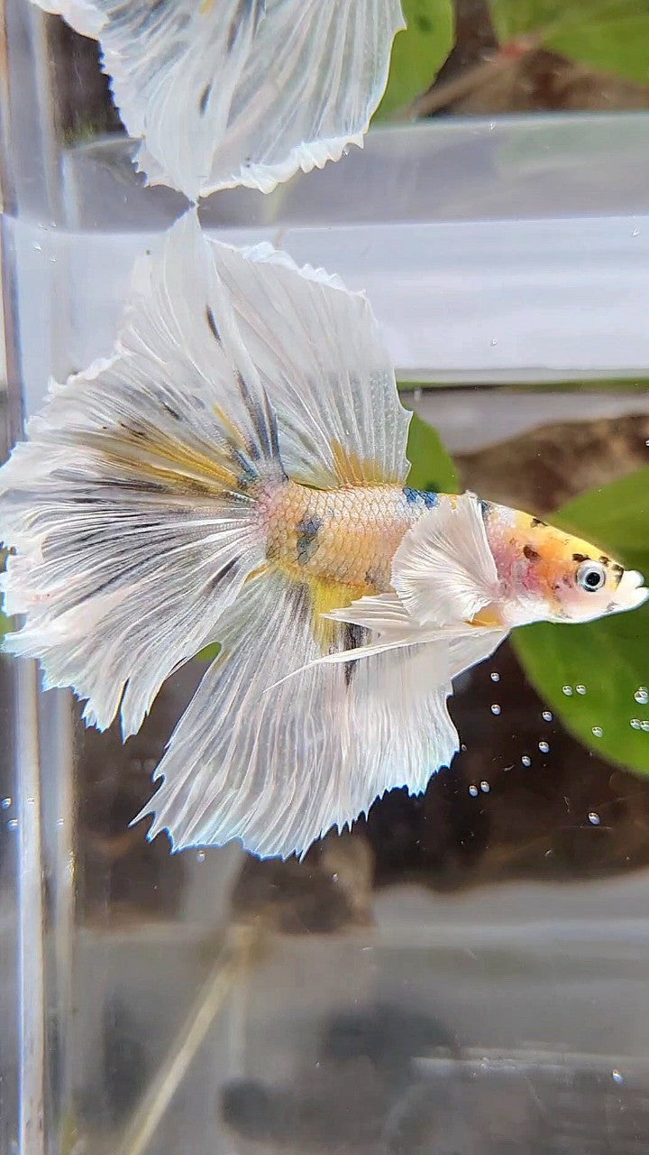 HALFMOON DUMBO EAR YELLOW COPPER MULTICOLOR BETTA FISH