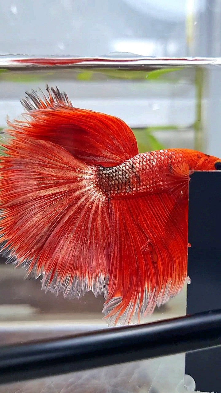 HALFMOON OVER ROSETAIL RED GOLD COPPER FANCY BETTA FISH