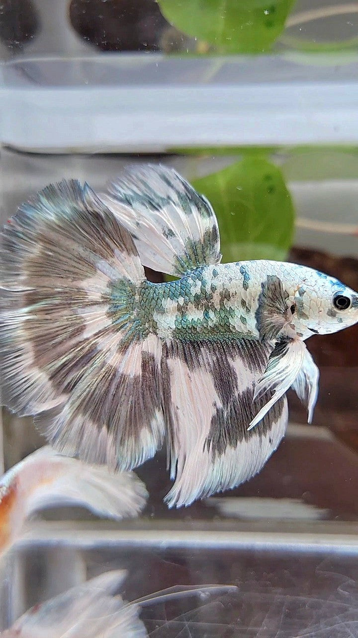 LUXURY HALFMOON SUPER DOTS COPPER SPLASH PATTERN BETTA FISH