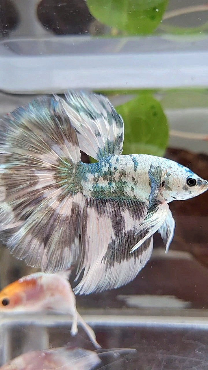 LUXURY HALFMOON SUPER DOTS COPPER SPLASH PATTERN BETTA FISH
