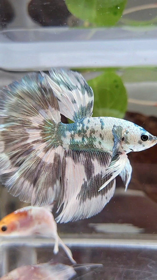 LUXURY HALFMOON SUPER DOTS COPPER SPLASH PATTERN BETTA FISH