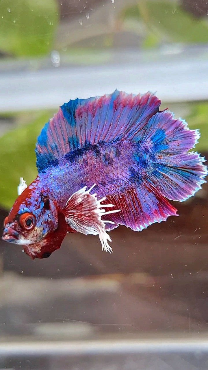 PLAKAT DUMBO DOUBLE TAIL PURPLE FANCY BETTA FISH