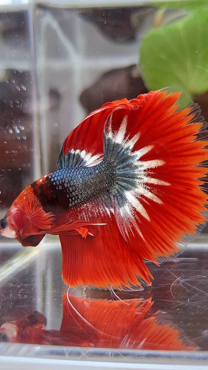 HALFMOON ROSETAIL RED FCCP STARTAIL COPPER BETTA FISH