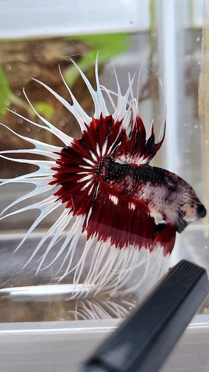 XL KING CROWNTAIL FANCY RED PATTERN UNIQUE BETTA FISH