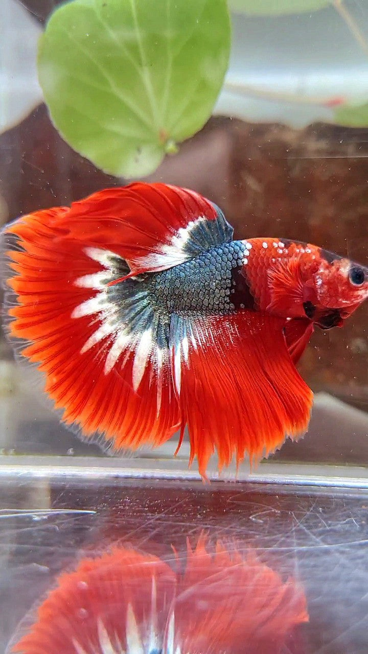HALFMOON ROSETAIL RED FCCP STARTAIL COPPER BETTA FISH