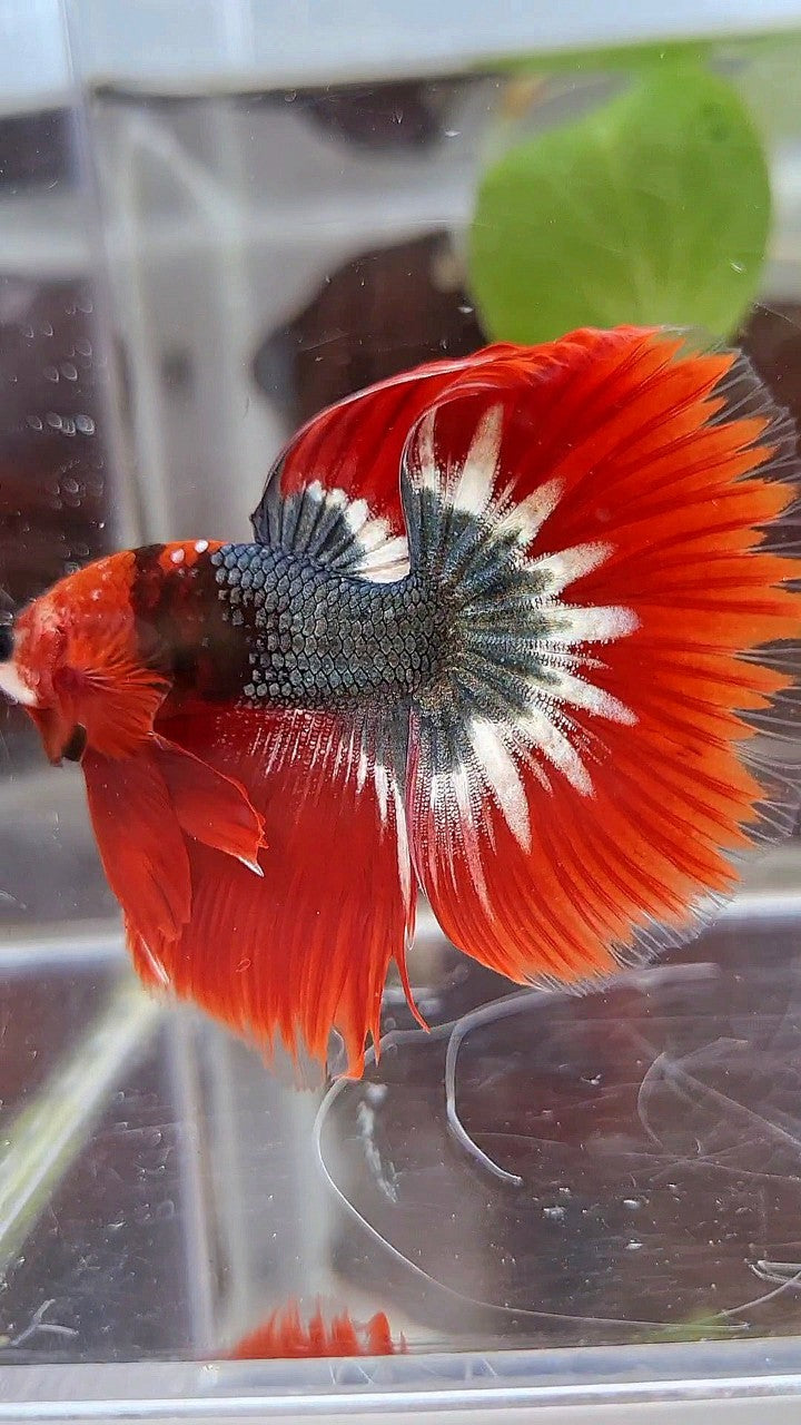 HALFMOON ROSETAIL RED FCCP STARTAIL COPPER BETTA FISH