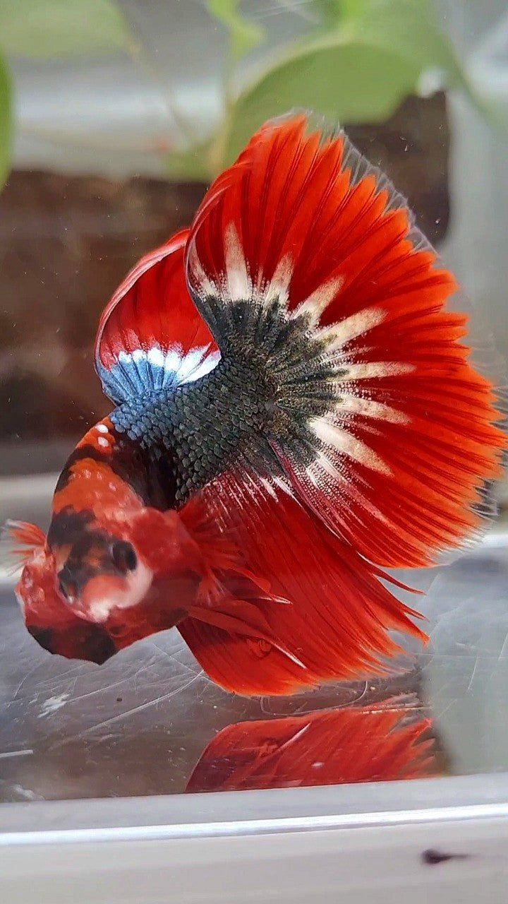 HALFMOON ROSETAIL RED FCCP STARTAIL COPPER BETTA FISH