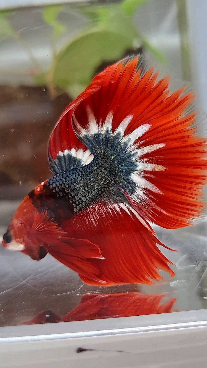 HALFMOON ROSETAIL RED FCCP STARTAIL COPPER BETTA FISH
