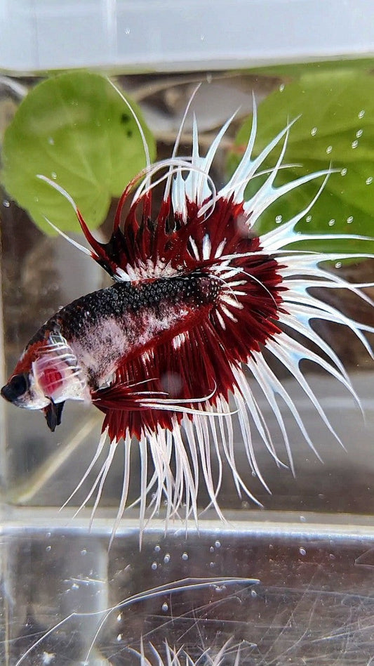 XL KING CROWNTAIL FANCY RED PATTERN UNIQUE BETTA FISH