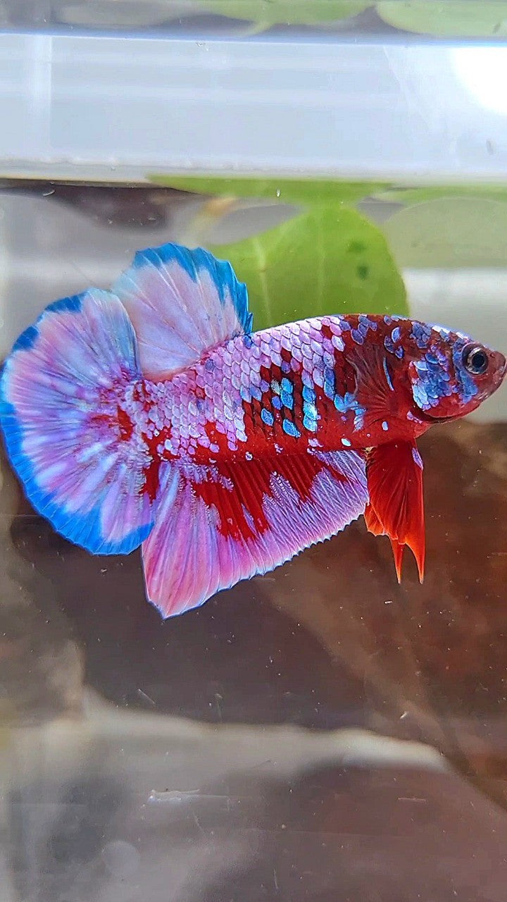 PLAKAT SUPER RPG RED PURPLE GALAXY BETTA FISH