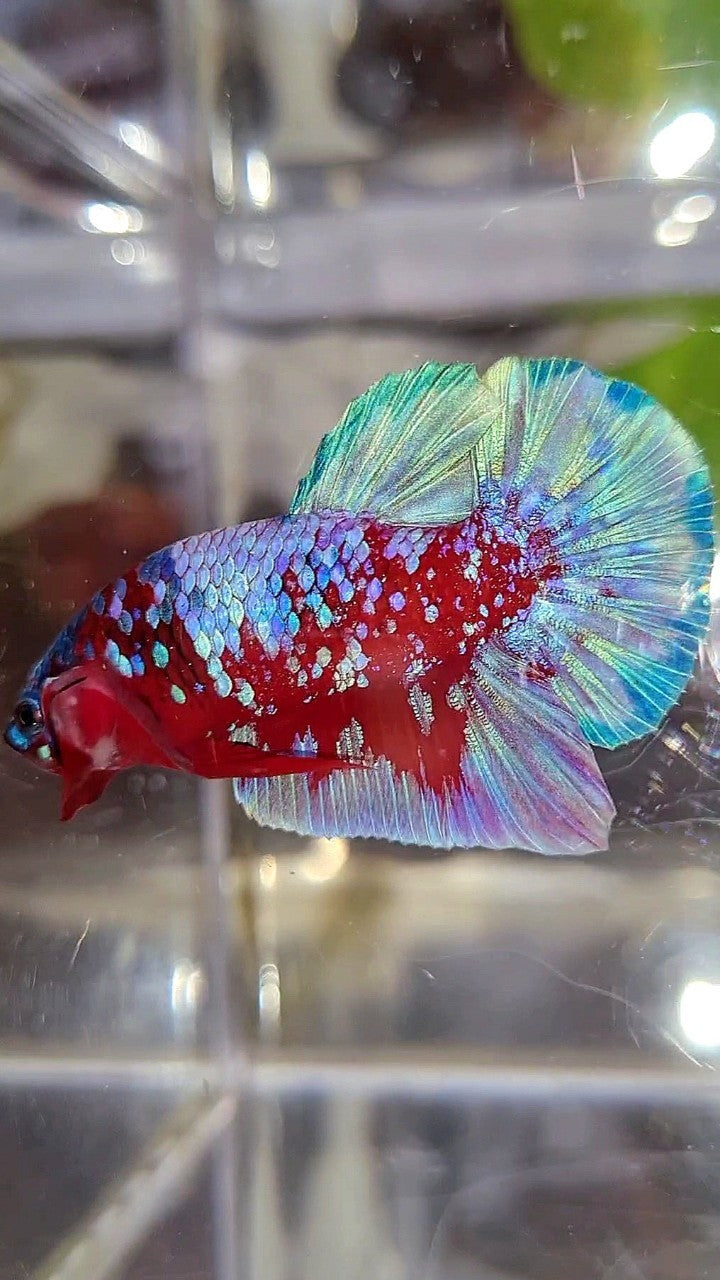 PLAKAT SUPER RPG RED PURPLE GALAXY BETTA FISH