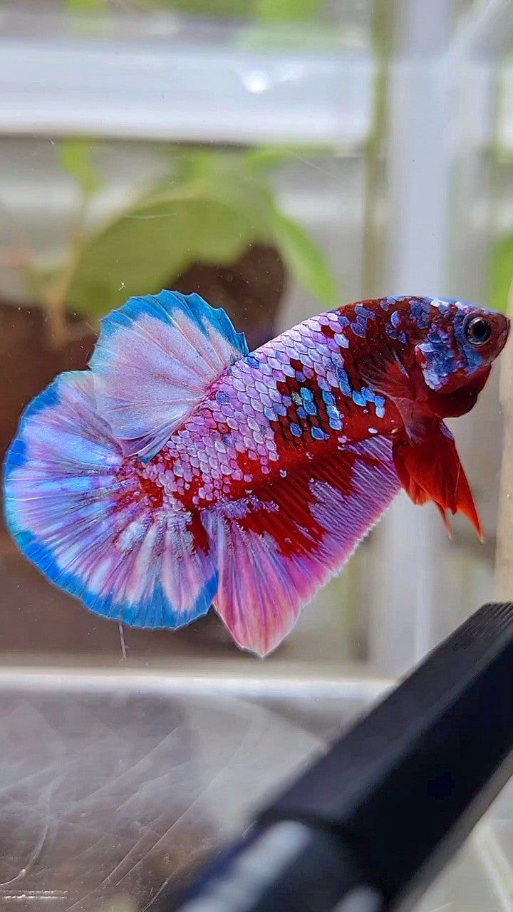PLAKAT SUPER RPG RED PURPLE GALAXY BETTA FISH
