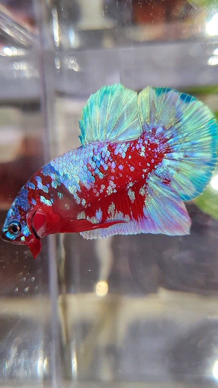 PLAKAT SUPER RPG RED PURPLE GALAXY BETTA FISH