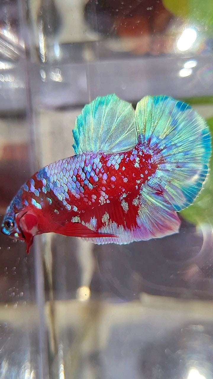 PLAKAT SUPER RPG RED PURPLE GALAXY BETTA FISH