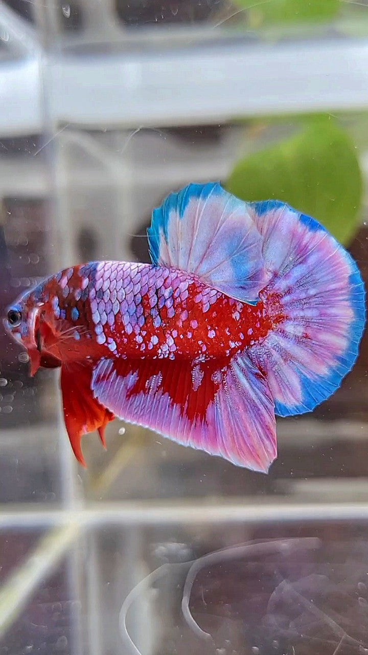 PLAKAT SUPER RPG RED PURPLE GALAXY BETTA FISH
