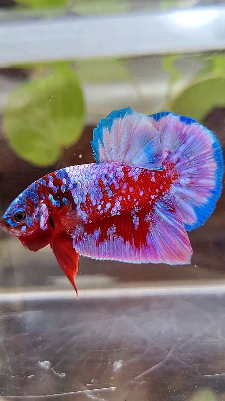 PLAKAT SUPER RPG RED PURPLE GALAXY BETTA FISH