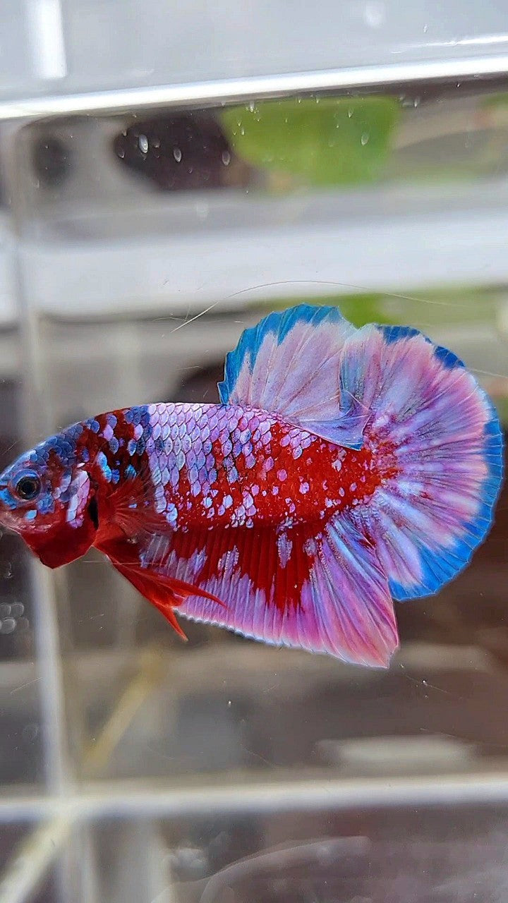 PLAKAT SUPER RPG RED PURPLE GALAXY BETTA FISH