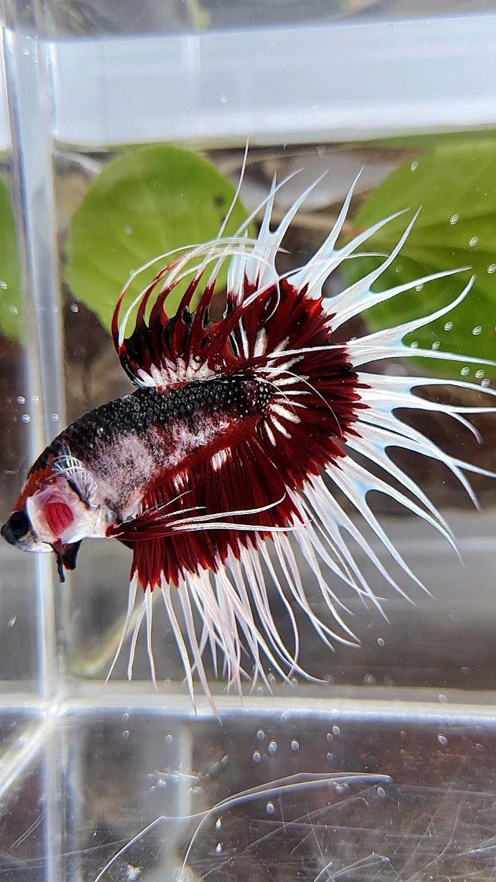 XL KING CROWNTAIL FANCY RED PATTERN UNIQUE BETTA FISH