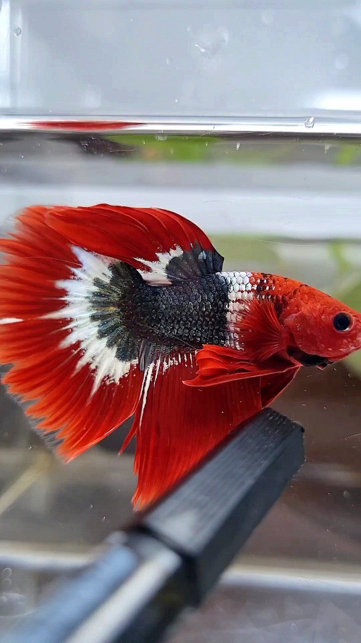 HALFMOON ROSETAIL RED FCCP COPPER BETTA FISH