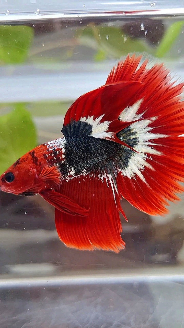 HALFMOON ROSETAIL RED FCCP COPPER BETTA FISH