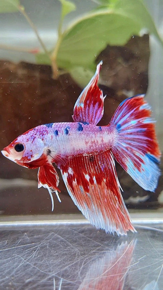 HALFMOON FANCY MULTICOLOR BETTA FISH