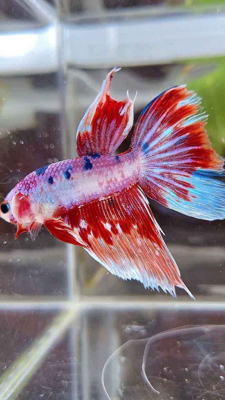 HALFMOON FANCY MULTICOLOR BETTA FISH