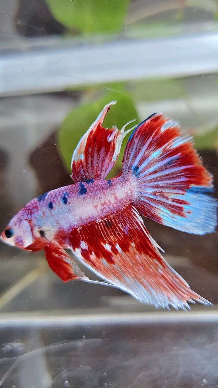 HALFMOON FANCY MULTICOLOR BETTA FISH