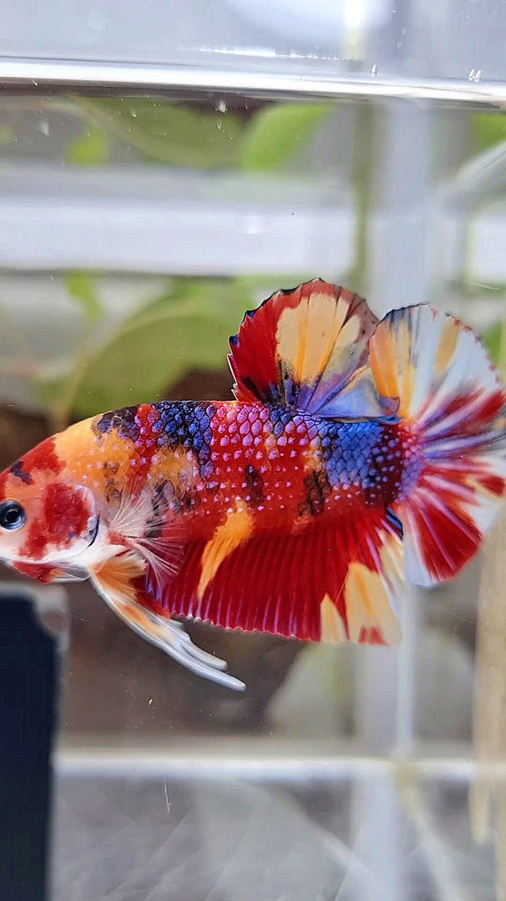 GIANT PLAKAT BO 4,5CM+ RED ORANGE METTALIC MULTICOLOR BETTA FISH