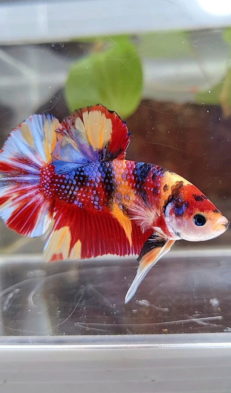 GIANT PLAKAT BO 4,5CM+ RED ORANGE METTALIC MULTICOLOR BETTA FISH