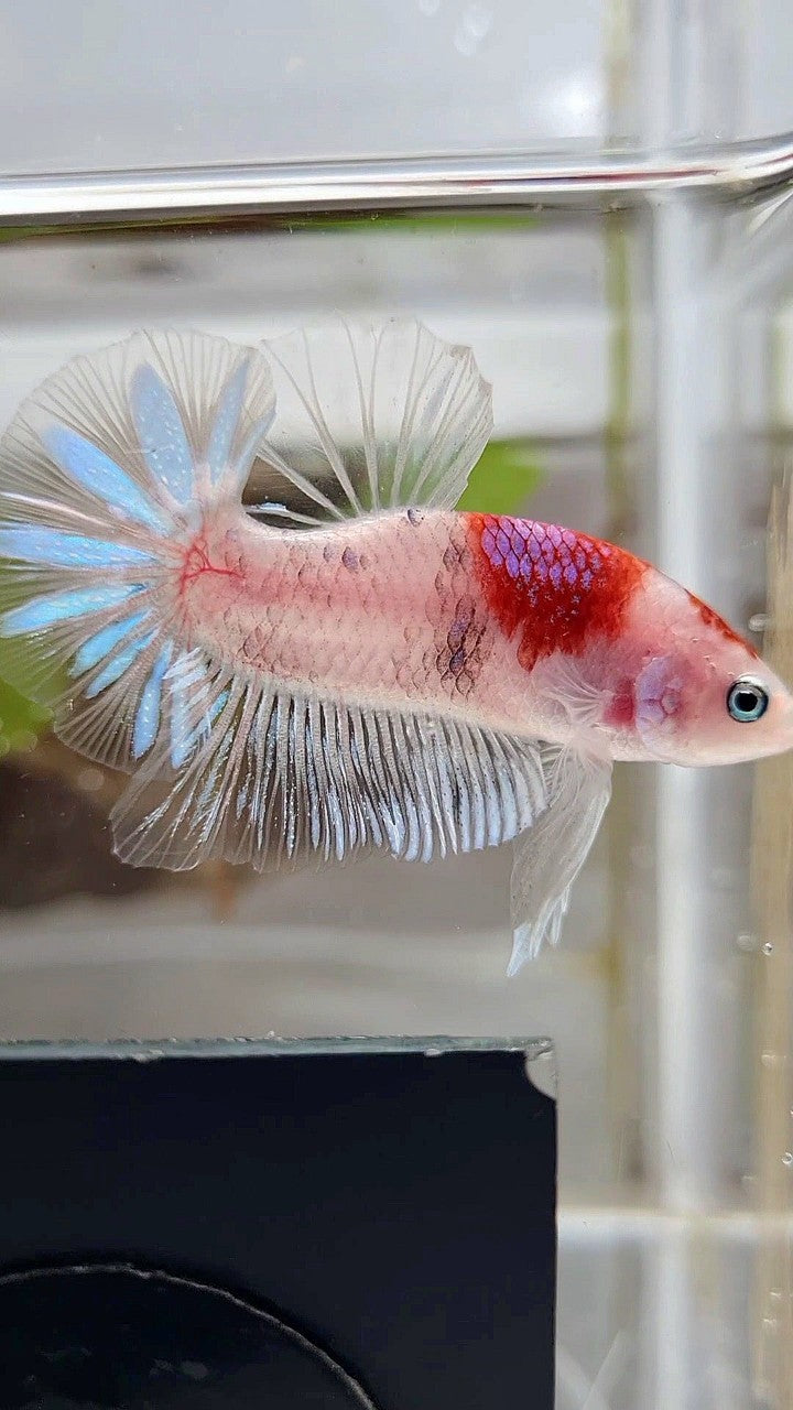 PLAKAT AOC TANCHO PURPLE BETTA FISH