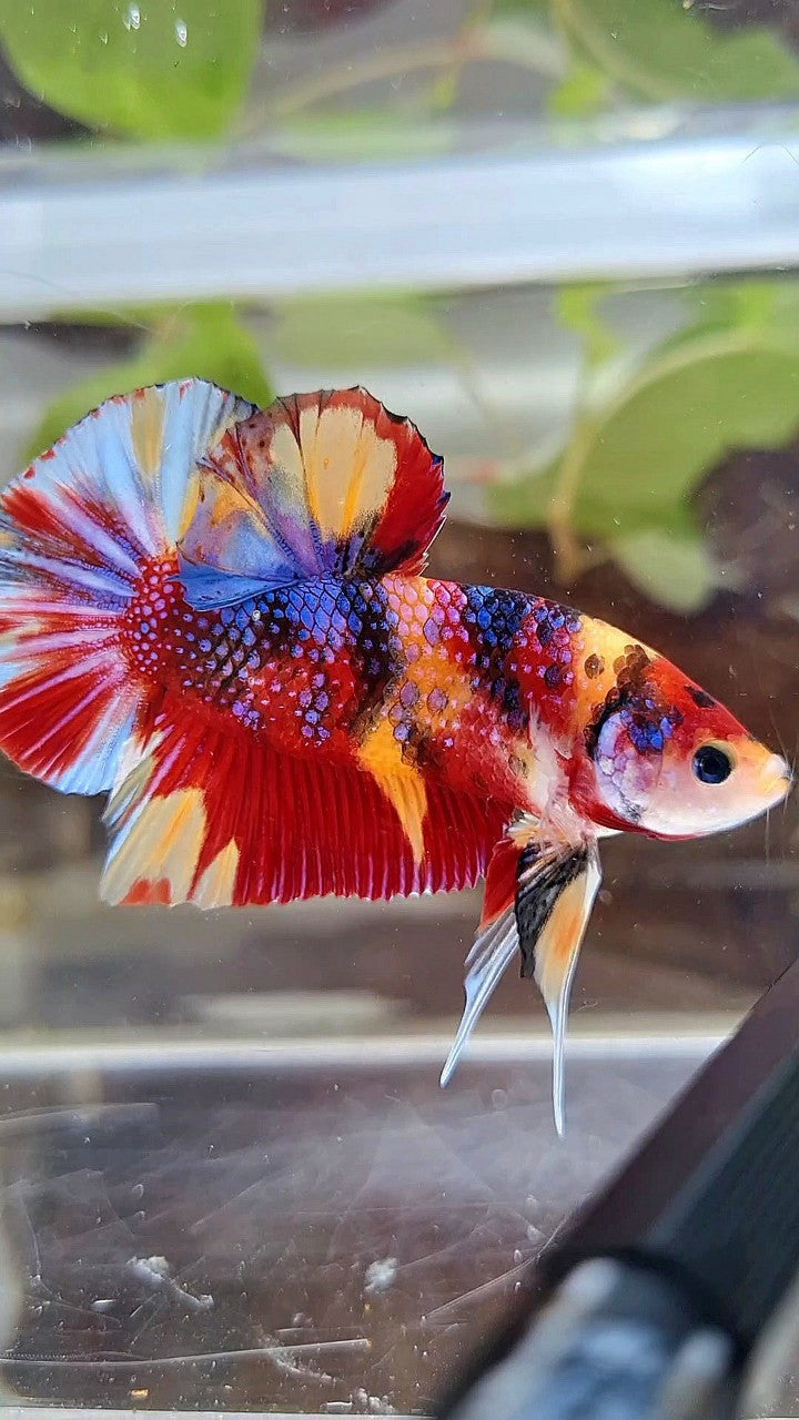 GIANT PLAKAT BO 4,5CM+ RED ORANGE METTALIC MULTICOLOR BETTA FISH