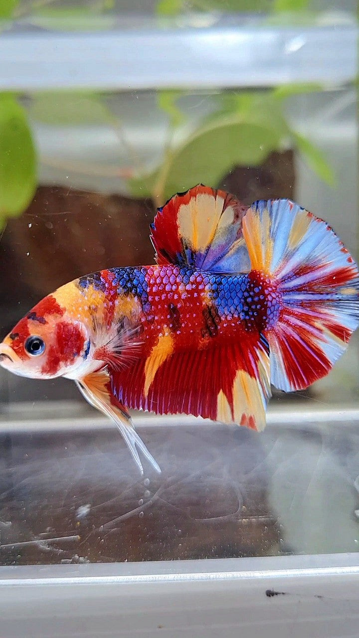 GIANT PLAKAT BO 4,5CM+ RED ORANGE METTALIC MULTICOLOR BETTA FISH