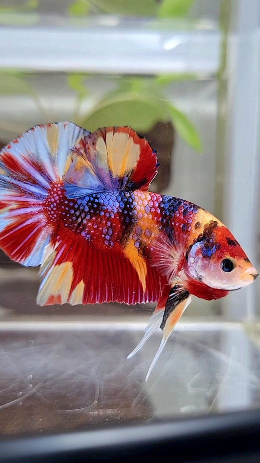 GIANT PLAKAT BO 4,5CM+ RED ORANGE METTALIC MULTICOLOR BETTA FISH