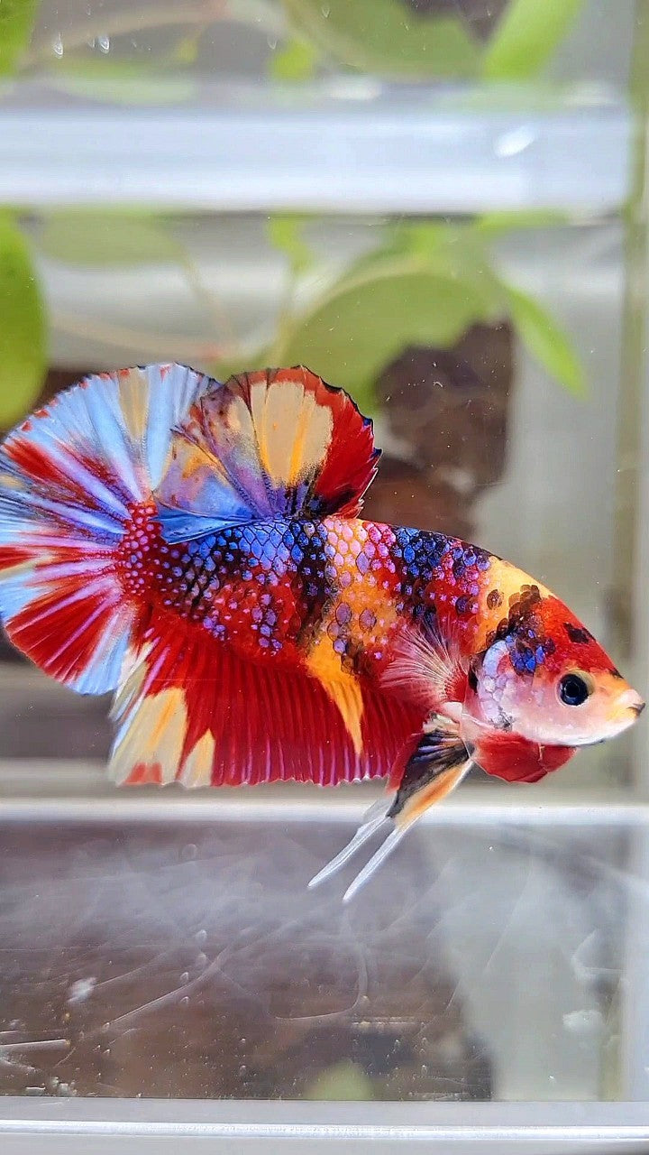 GIANT PLAKAT BO 4,5CM+ RED ORANGE METTALIC MULTICOLOR BETTA FISH