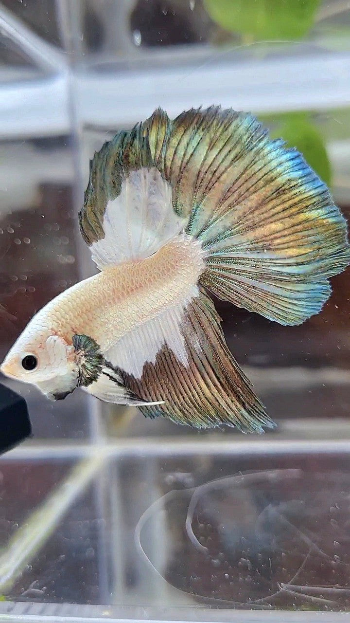 HALFMOON COPPER RIM PATTERN BETTA FISH