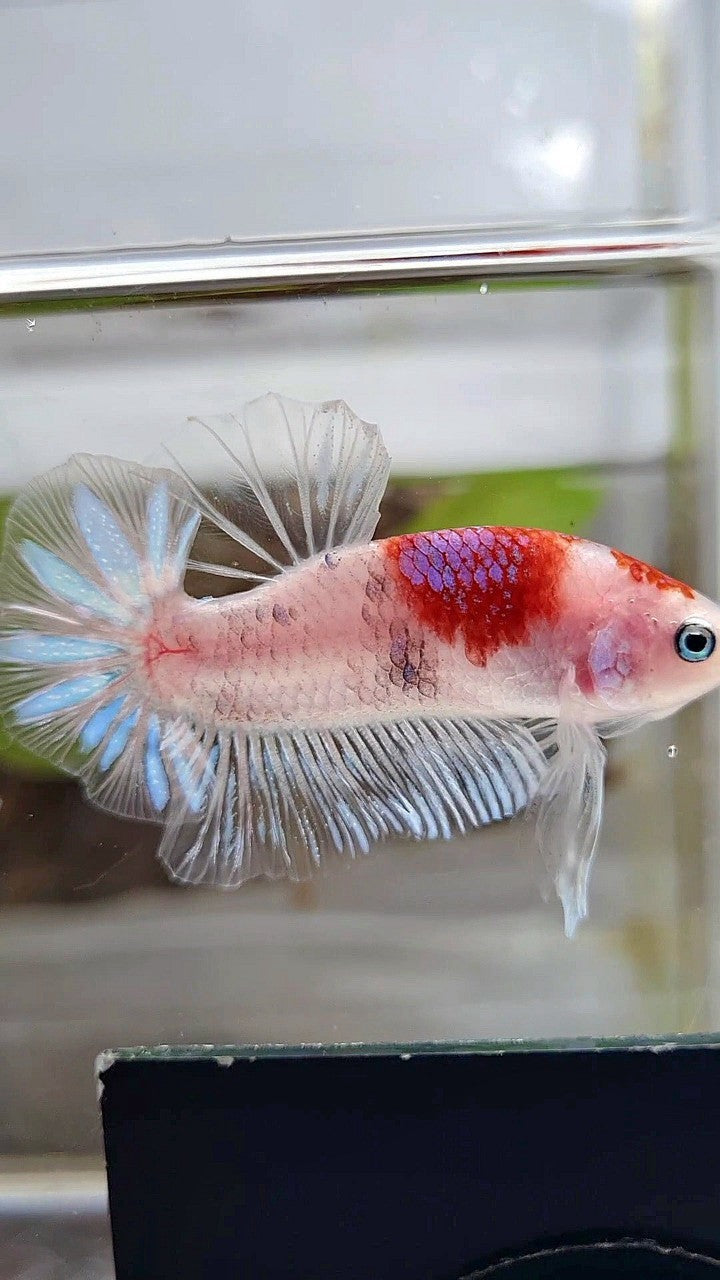 PLAKAT AOC TANCHO PURPLE BETTA FISH