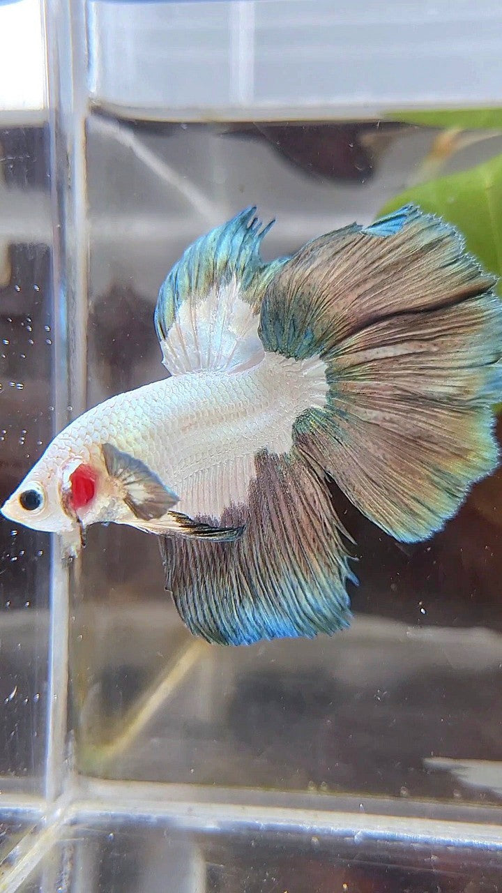 HALFMOON COPPER RIM PATTERN BETTA FISH