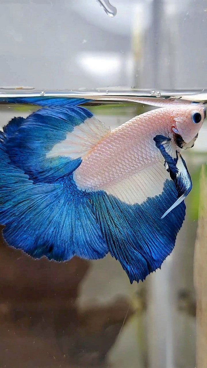 HALFMOON BIG EAR BLUE RIM BICOLOR BETTA FISH