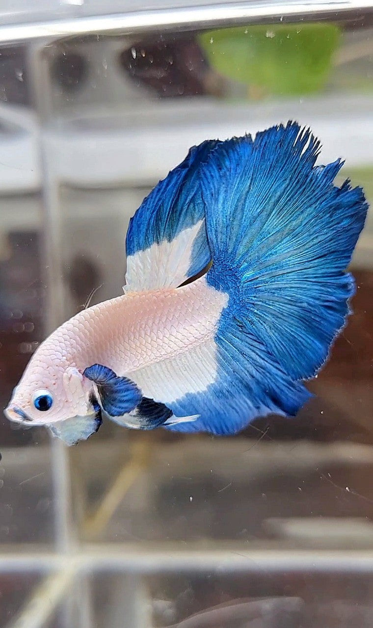 HALFMOON BIG EAR BLUE RIM BICOLOR BETTA FISH