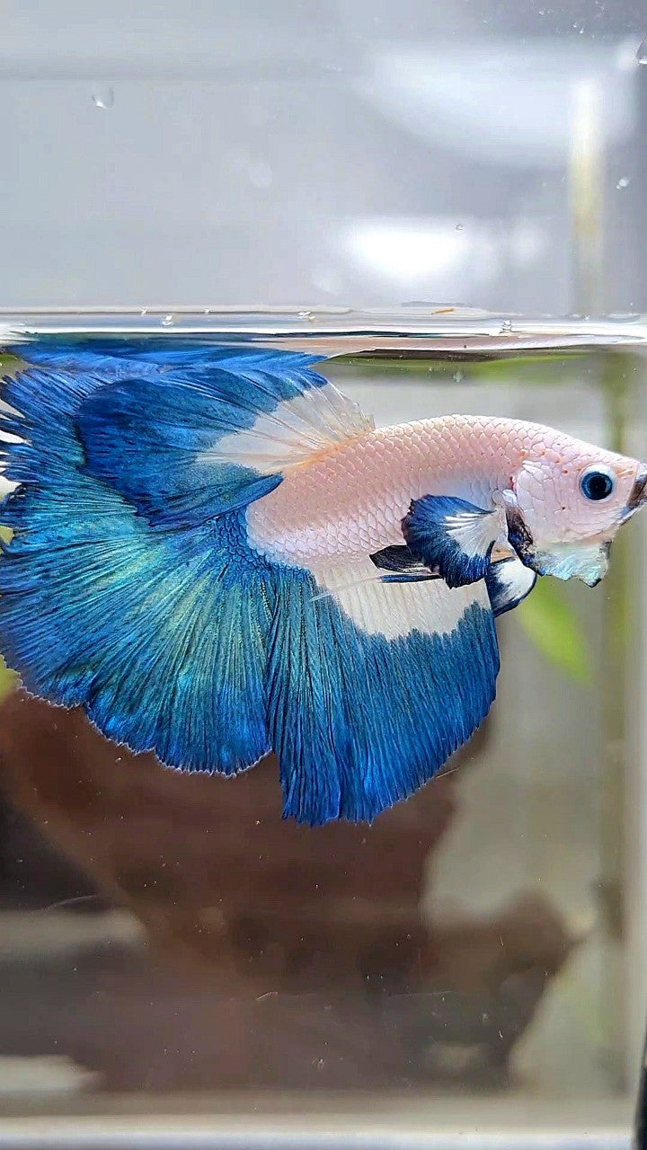 HALFMOON BIG EAR BLUE RIM BICOLOR BETTA FISH